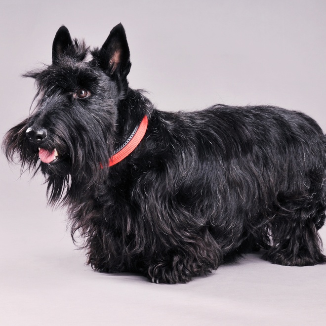 a scottish terrier with a red collar