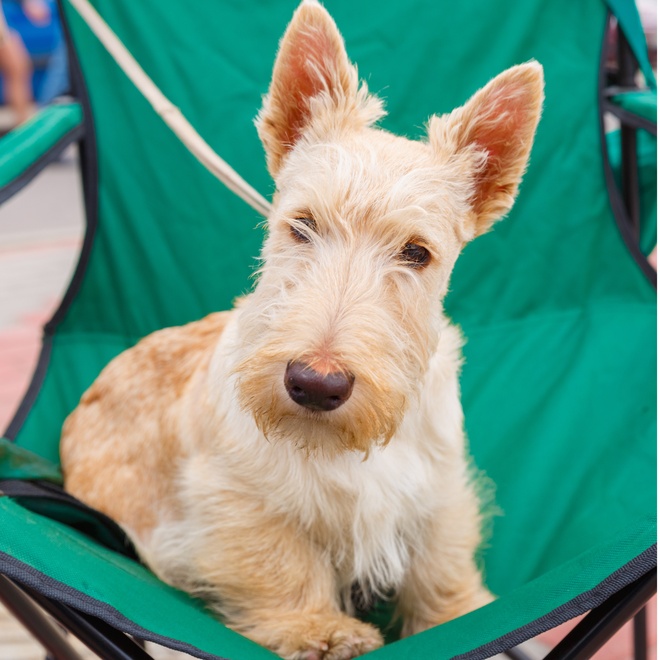 a scottish terrier sitting on a green chair