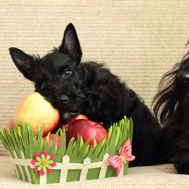 a scottish terrier leaning on a basket of fruit