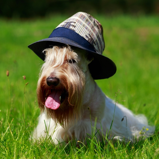 un scottish terrier dans l'herbe avec un chapeau sur la tête