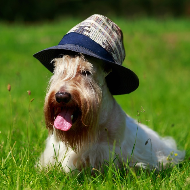 a scottish terrier in the grass with a hat on his head