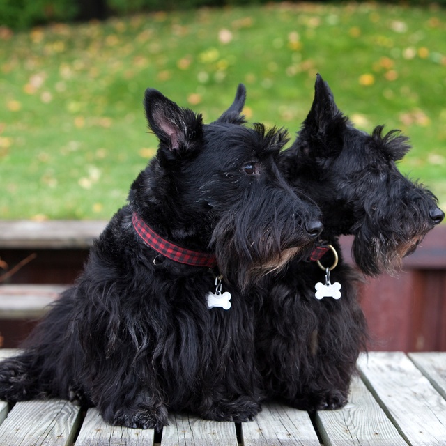 deux scottish terrier assis cote a cote sur une table regardant la même direction