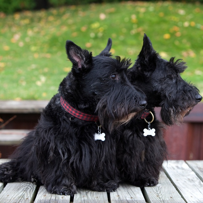 two scottish terriers sitting side by side on a table looking in the same direction