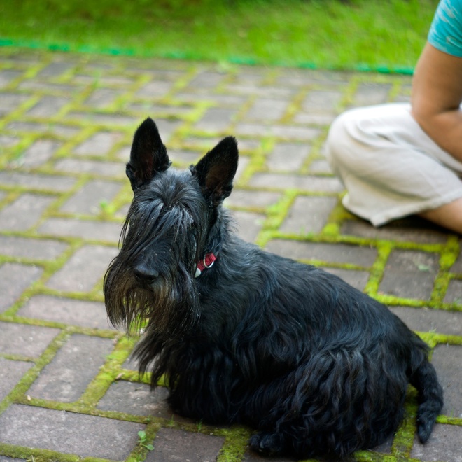 a scottish terrier at the feet of a human