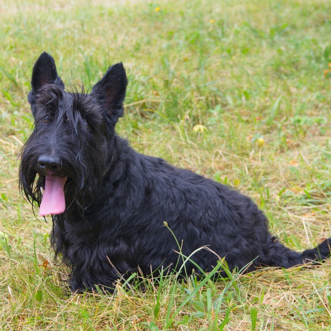 a scottish terrier puppy on the grass, sticking out his tongue