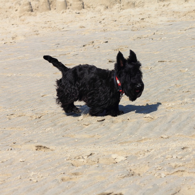 un scottish terrier qui se balade sur la plage