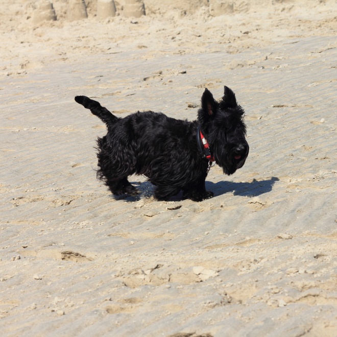 a scottish terrier on the beach