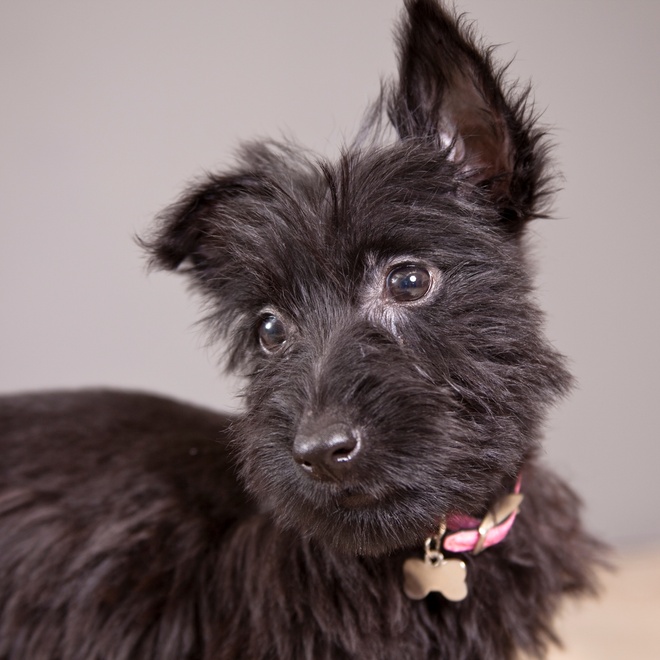 portrait of a scottish terrier tilting his head slightly to one side