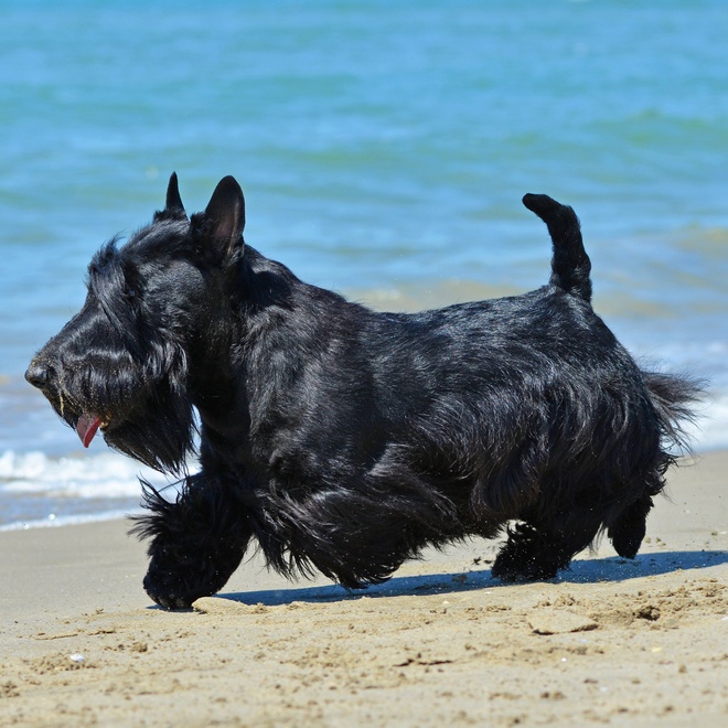 a scottish terrier running on the beach