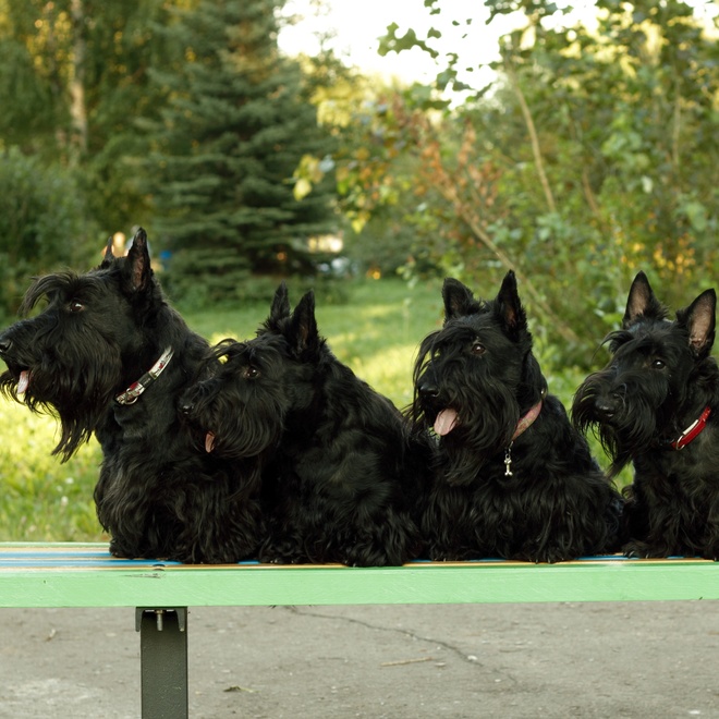 four black-coated scottish terriers sitting on a green table in the countryside