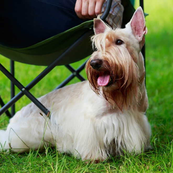 a scottish terrier sitting at the foot of its owner's chair