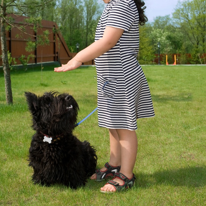 a scottish terrier being trained by a little girl