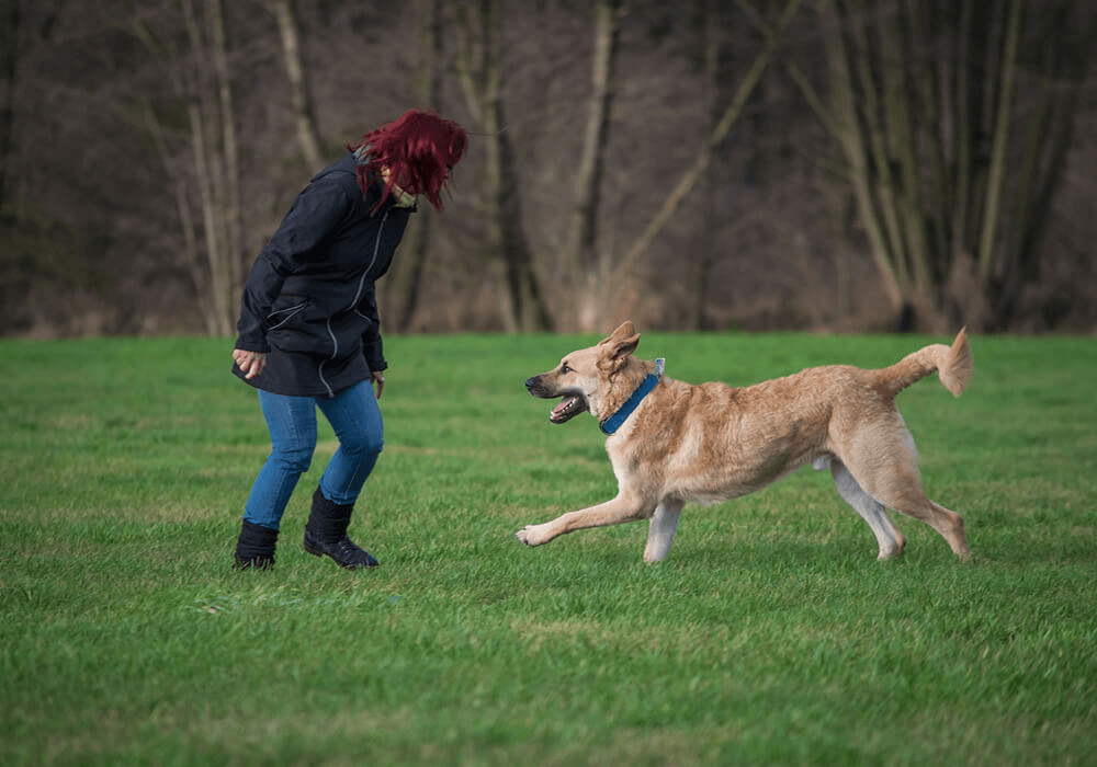Moment de complicité entre une femme et son chien