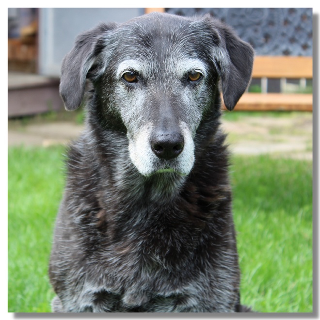 A gray senior dog
