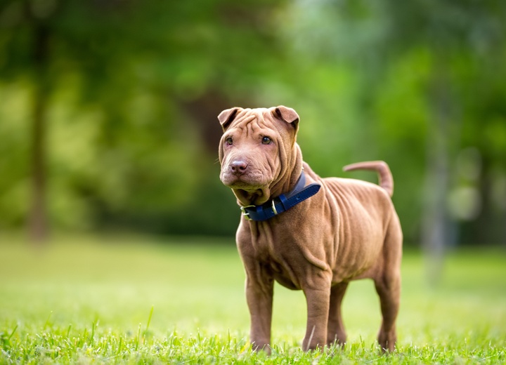 Ein Shar Pei steht auf dem Rasen