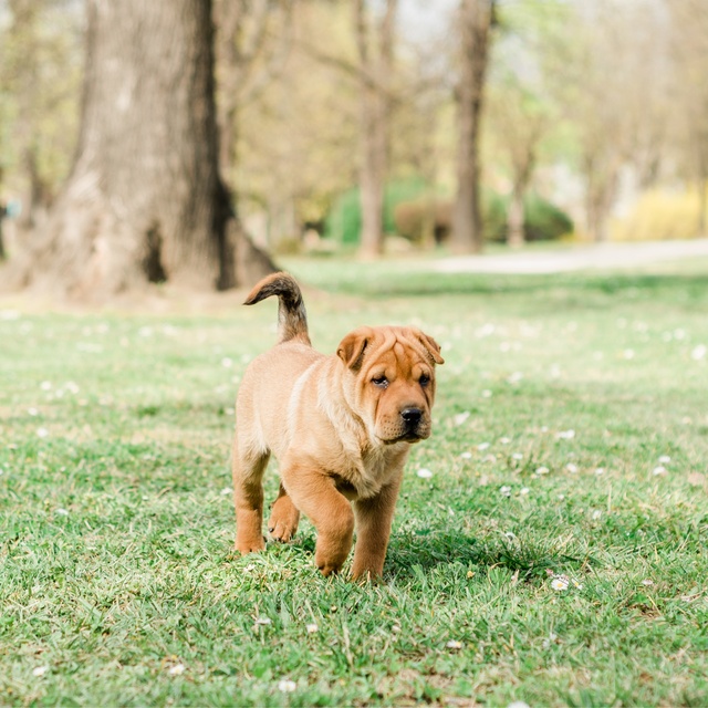 Ein Shar Pei läuft durch das Gras