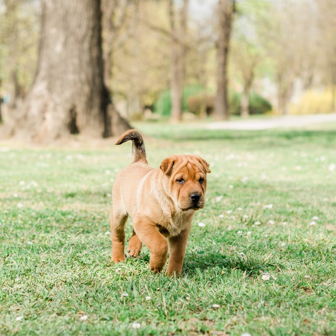 a shar pei walking on the grass