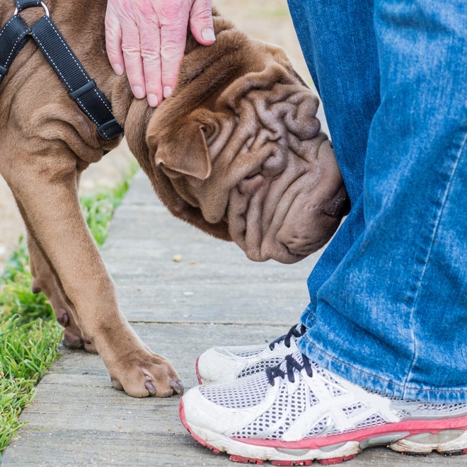 a shar pei at the feet of its owner