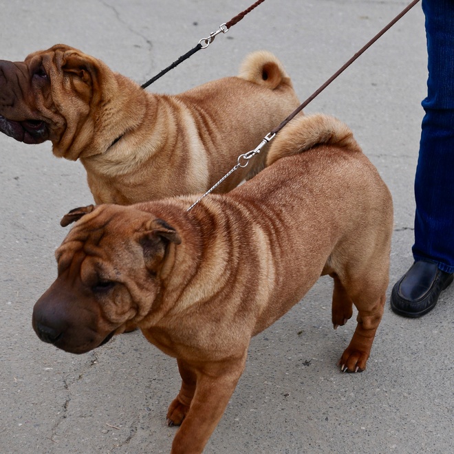 two shar pei on a lead together