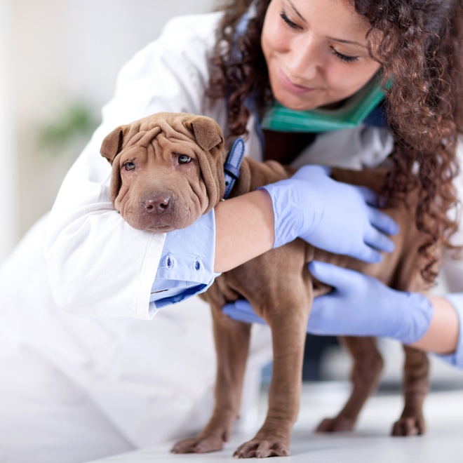 a shar pei puppy in the arms of a vet