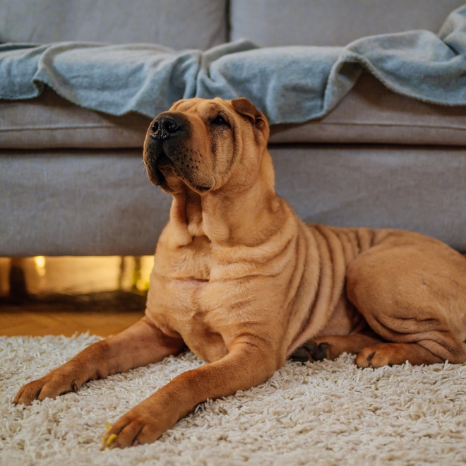a shar pei lying on the carpet at the foot of a sofa