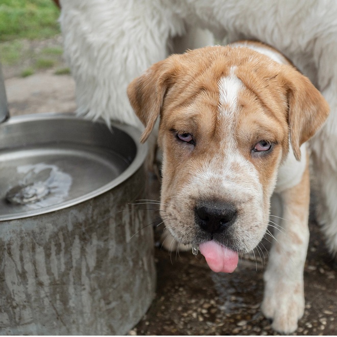a shar pei who sticks out his tongue after drinking from a fountain