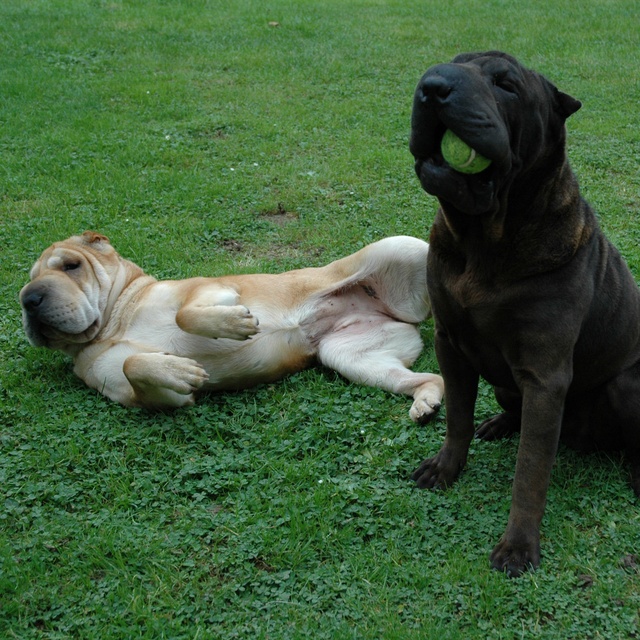 Zwei Shar Pei, mit einem weißen Mantel auf dem Rücken liegend und ein anderer mit schwarzem Mantel, spielen zusammen