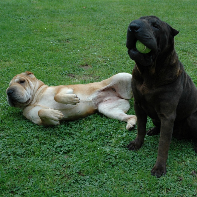 two shar pei, one with white fur lying on his back and another with black fur, playing together