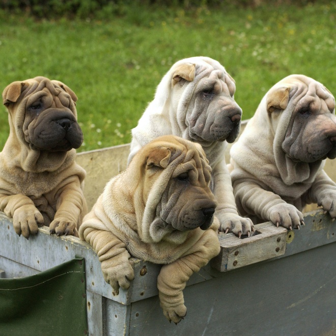 four little shar pei together in a trailer
