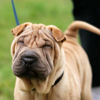 Shar pei deals food allergies