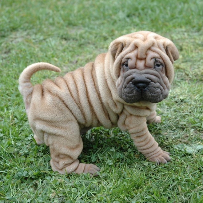 a shar pei puppy sitting on the grass