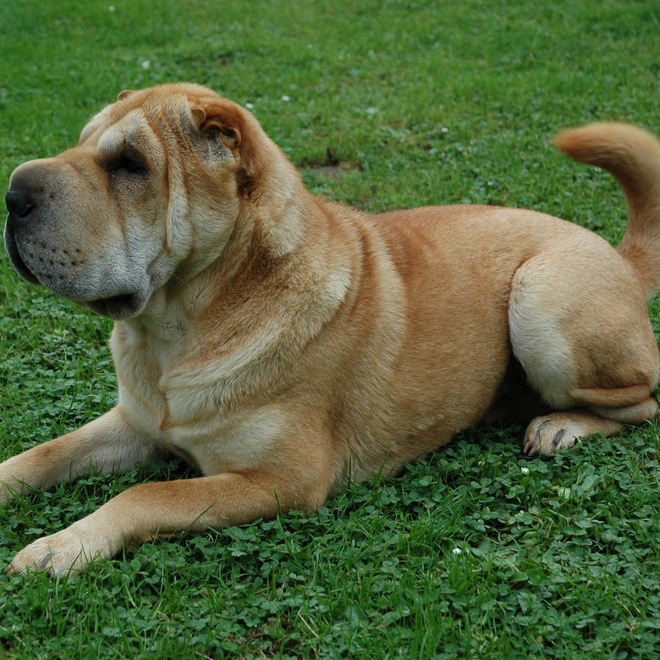 a shar pei lying on its front legs on the ground