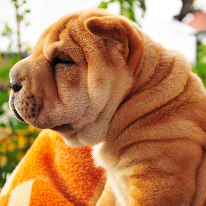 profile of a shar pei bathed in sunlight