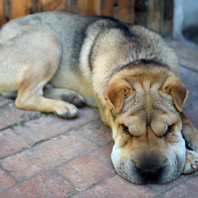a shar pei asleep on the ground