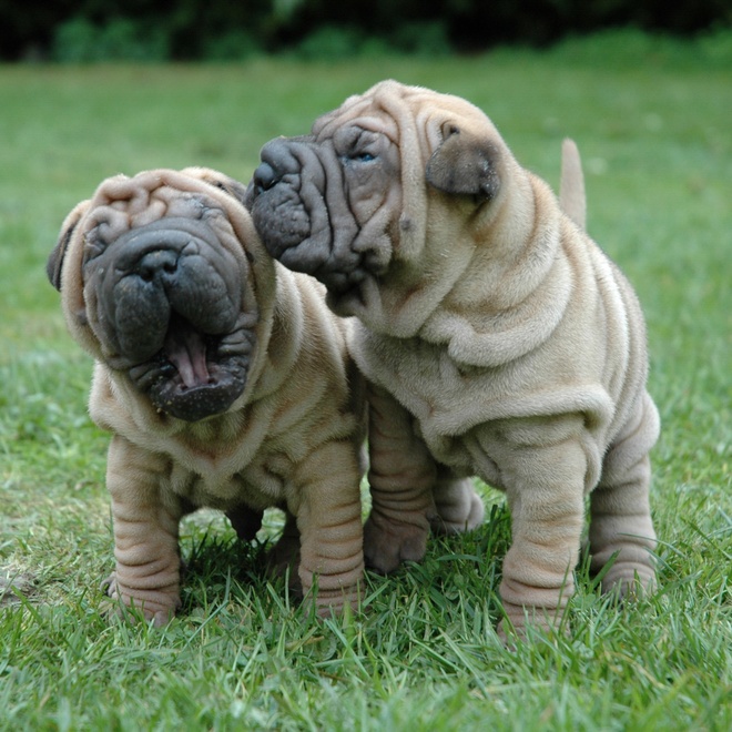 two little shar pei playing together