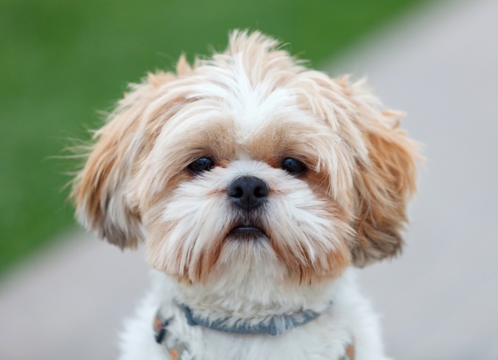 portrait of a Shih Tzu