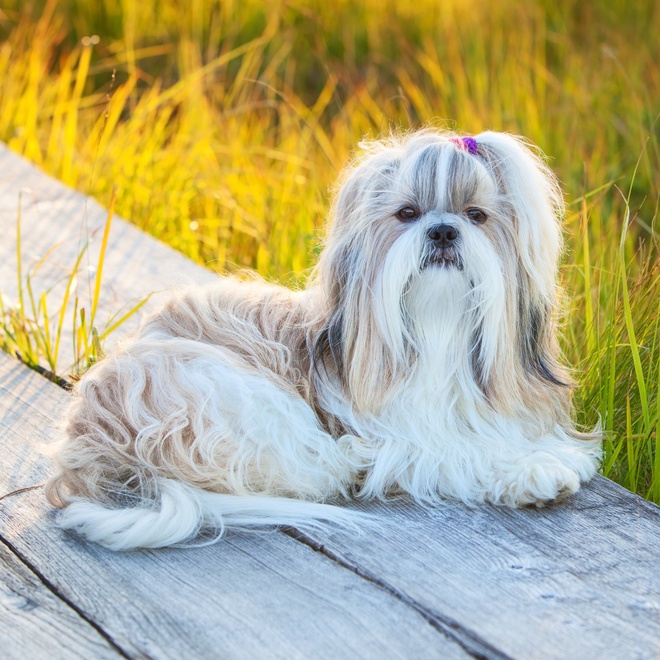 a Shih Tzu sitting on wooden planks in nature