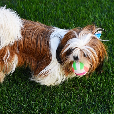 a Shih Tzu with a colorful ball in his mouth