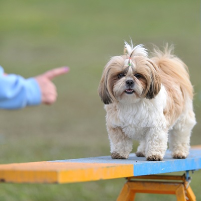 a Shih Tzu being trained by his master