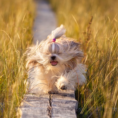 a Shih Tzu running