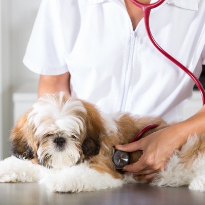 a Shih Tzu being examined by a veterinarian