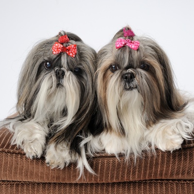 two Shih Tzu with quilts on their heads