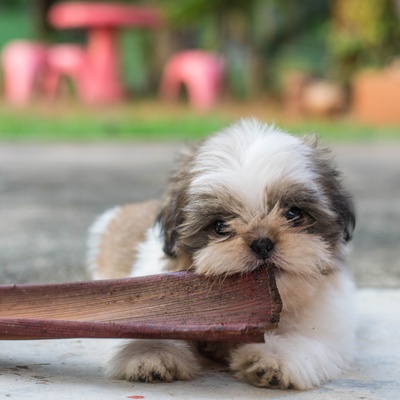 a Shih Tzu biting on something