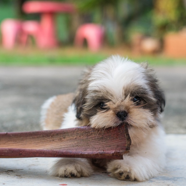 a Shih Tzu biting on something