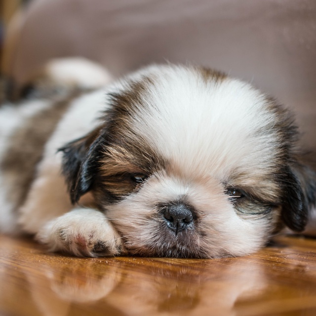 a portrait of a Shih Tzu