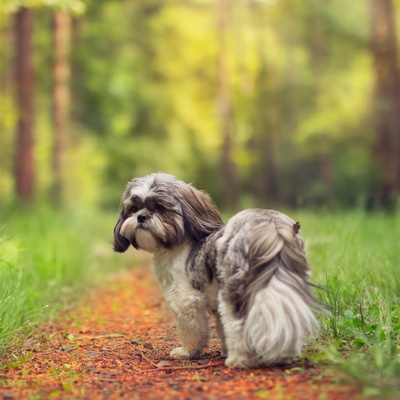 Ein Shih Tzu mitten im Wald