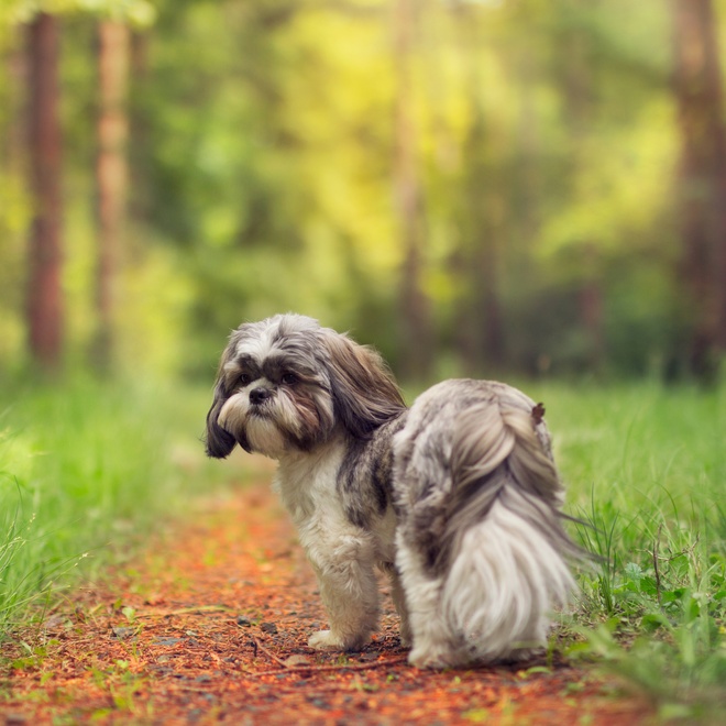 Ein Shih Tzu mitten im Wald