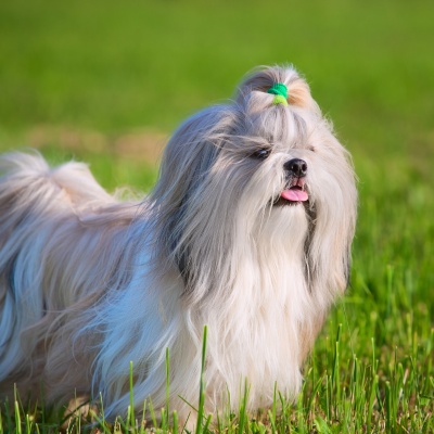 a Shih Tzu with a little quilt, on the grass
