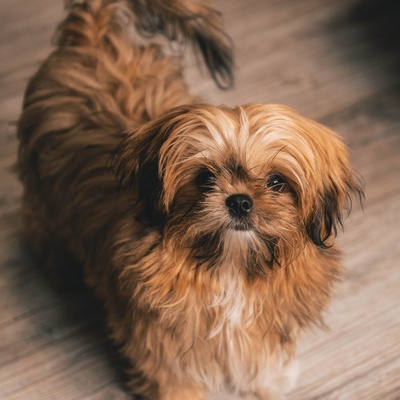 a Shih Tzu sitting on the floor