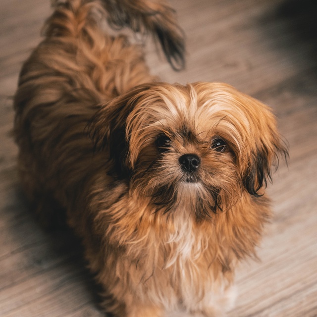 a Shih Tzu sitting on the floor